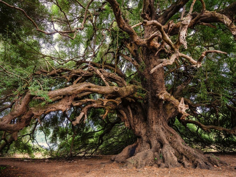 Quel rôle le dialogue interconvictionnel peut-il jouer dans une société sécularisée ? – La Voix du Dedans – Épisode&nbsp;#10